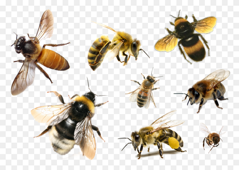 879x605 Bee Free Bees, Apidae, Insect, Invertebrate HD PNG Download