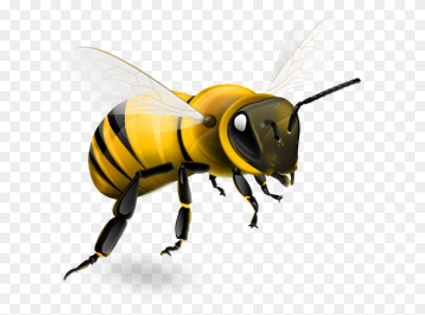 592x562 Пчела Медоносная Пчела На Прозрачном Фоне, Медоносная Пчела, Насекомое, Беспозвоночные Hd Png Скачать