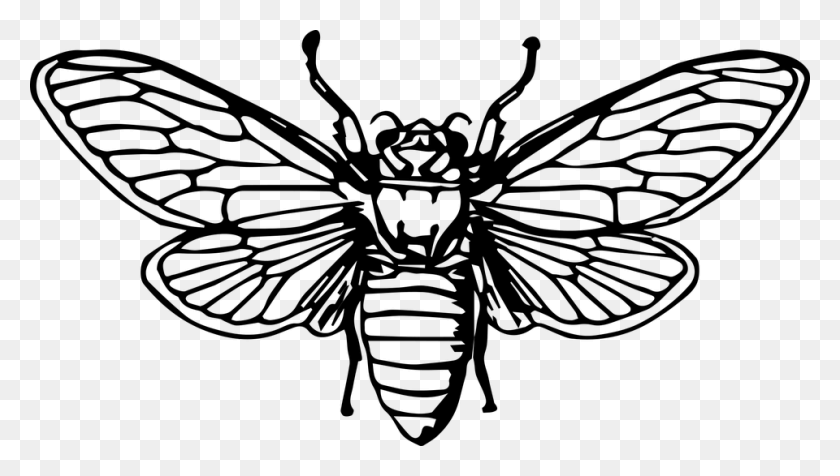 960x513 Bee Honeybee Insect Animal Cicada Drawing, Gray, World Of Warcraft HD PNG Download