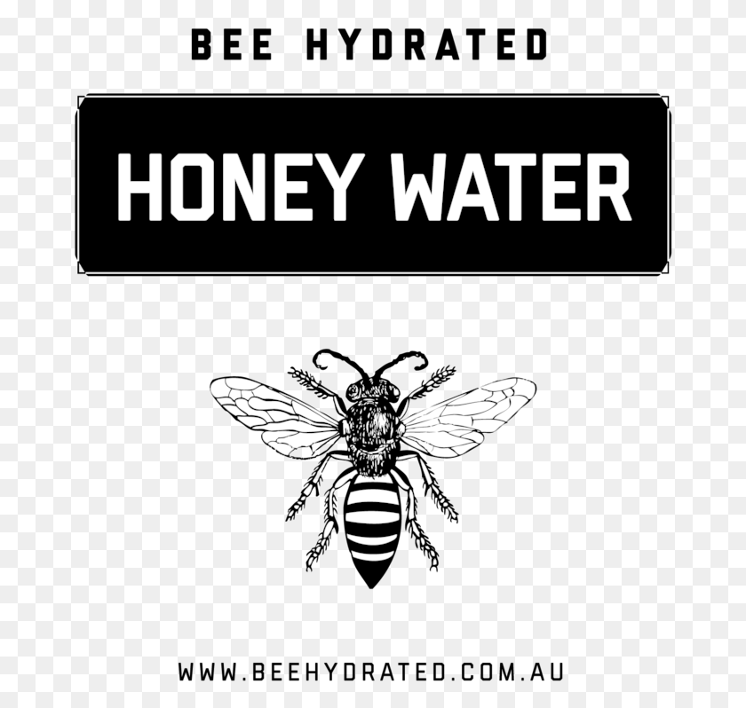 674x738 Bee Hydrated Honey Water Contains 100 Natural Australian Honeybee, Wasp, Insect, Invertebrate HD PNG Download