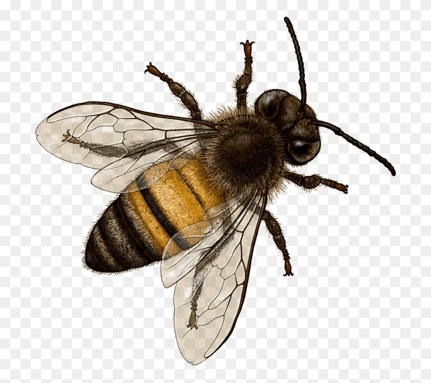 708x687 Bee Image With Transparent Background Bourdon Terrestre, Apidae, Insect, Invertebrate HD PNG Download