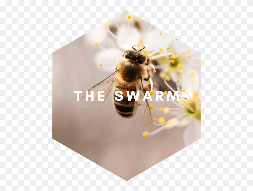 500x576 Пчела В Его Капоте Идиома, Медоносная Пчела, Насекомое, Беспозвоночные Hd Png Скачать