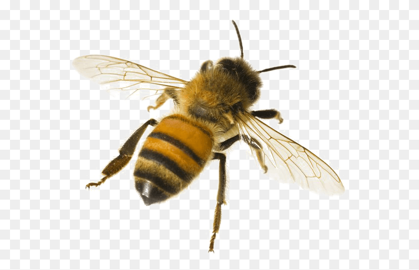 561x481 Bee With White Background, Apidae, Insect, Invertebrate HD PNG Download