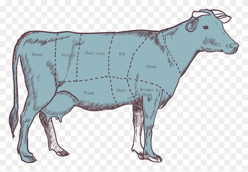 1155x773 Говядина Вектор Козье Мясо Части Теленка, Животное, Млекопитающее, Бык Png Скачать