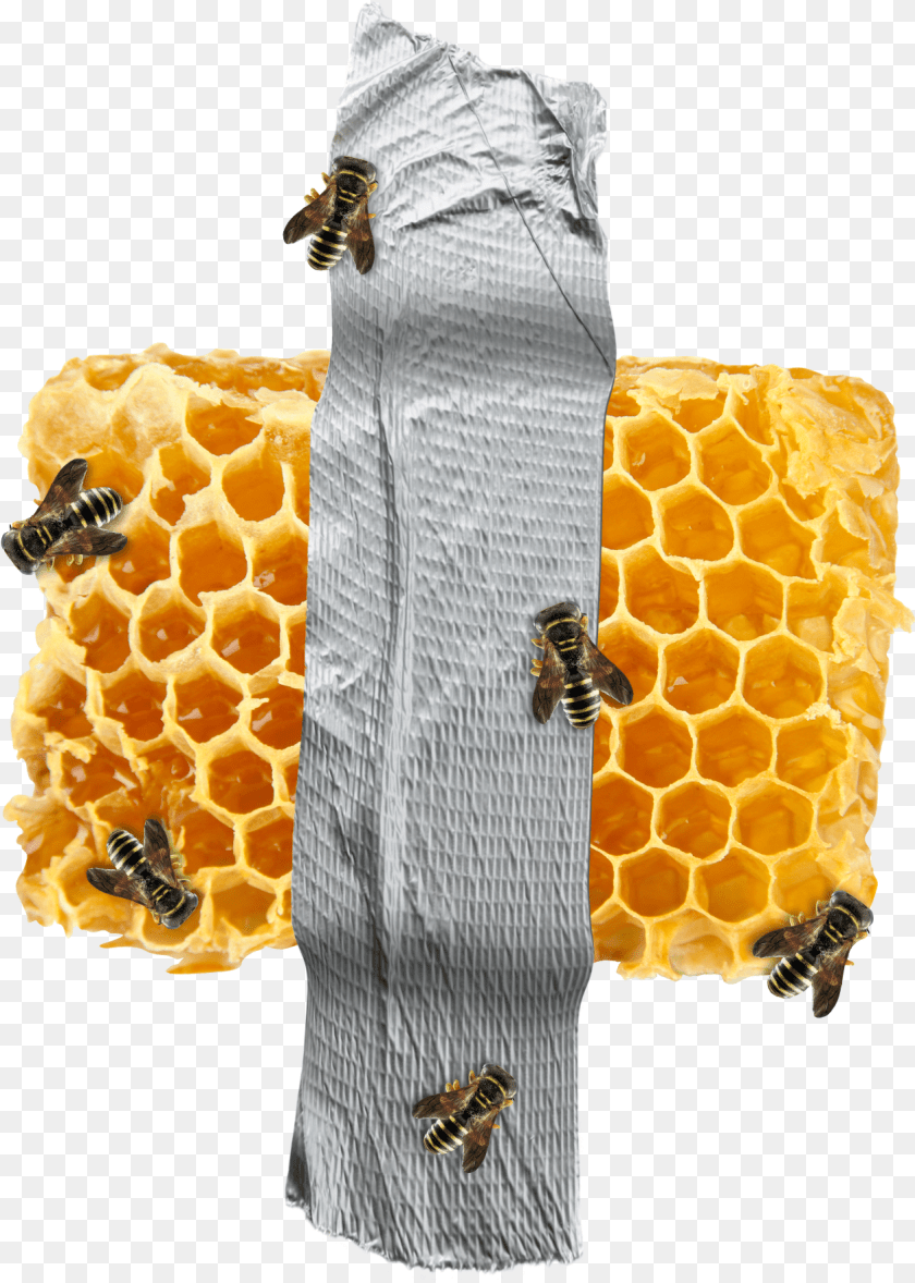 1256x1761 Beehive Pattern, Animal, Invertebrate, Insect, Wasp PNG