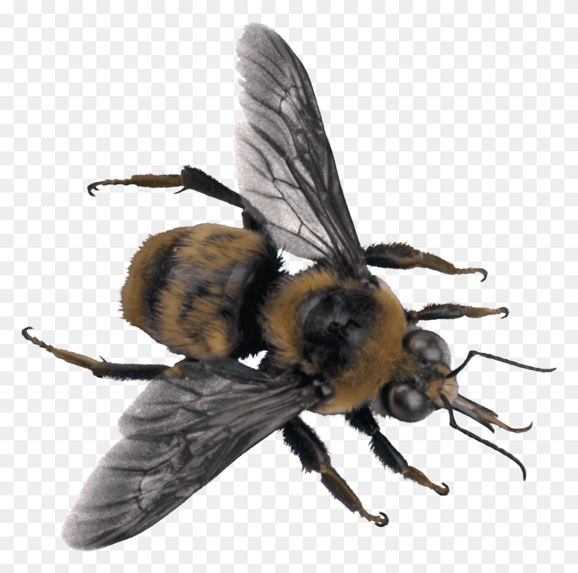 1259x1248 Bees, Apidae, Bee, Insect HD PNG Download