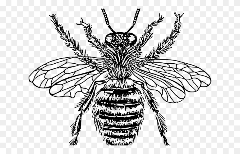 640x480 Bees Clipart Victorian Diagram Of Queen Honey Bee, Insect, Invertebrate, Animal HD PNG Download