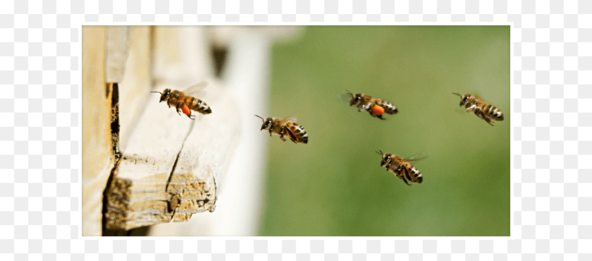 619x311 Пчелы Возвращаются К Улью Медоносная Пчела, Пчела, Насекомое, Беспозвоночные Hd Png Скачать