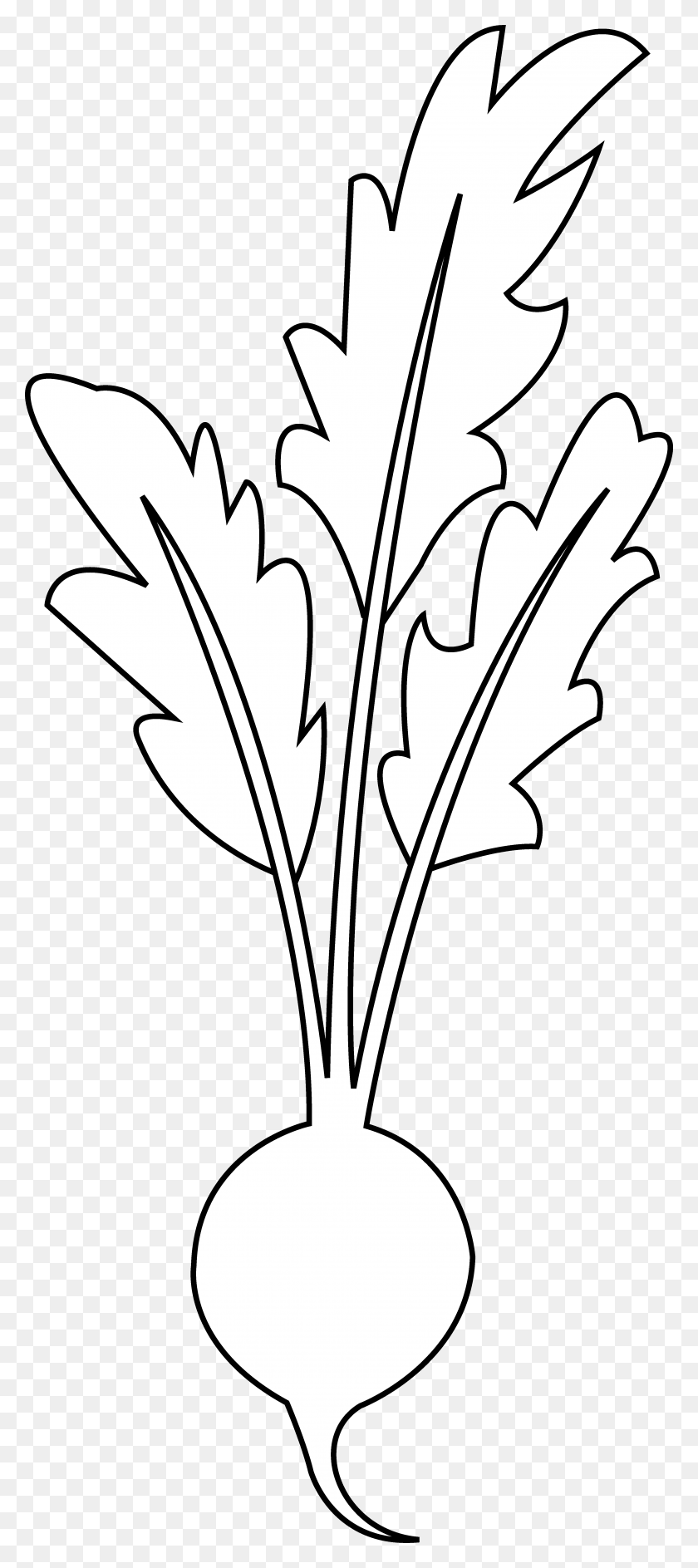 3882x9097 Beet Clipart Outline Beetroot Clipart Black And White Transparent, Plant, Leaf, Vase HD PNG Download