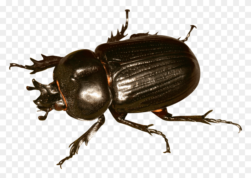 1682x1157 Beetle Bug Transparent Image Bug, Insect, Invertebrate, Animal HD PNG Download