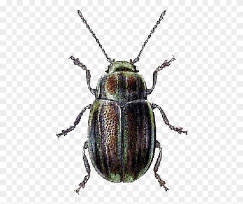 469x645 Жук Зеленый Коричневый Фон Изображения Фон Volkswagen Beetle, Беспозвоночное, Животное, Насекомое Hd Png Скачать