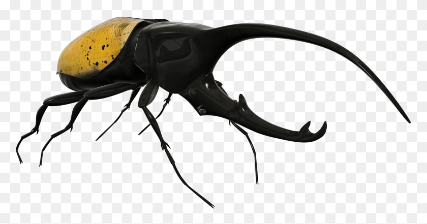 1457x713 Escarabajo De La Imagen De Fondo Escarabajo Rinoceronte Escarabajo, Animal, Insecto, Invertebrado Hd Png