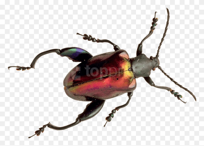 803x558 Descargar Png Beetle Images Background Kfer, Animal, Insecto, Invertebrado Hd Png
