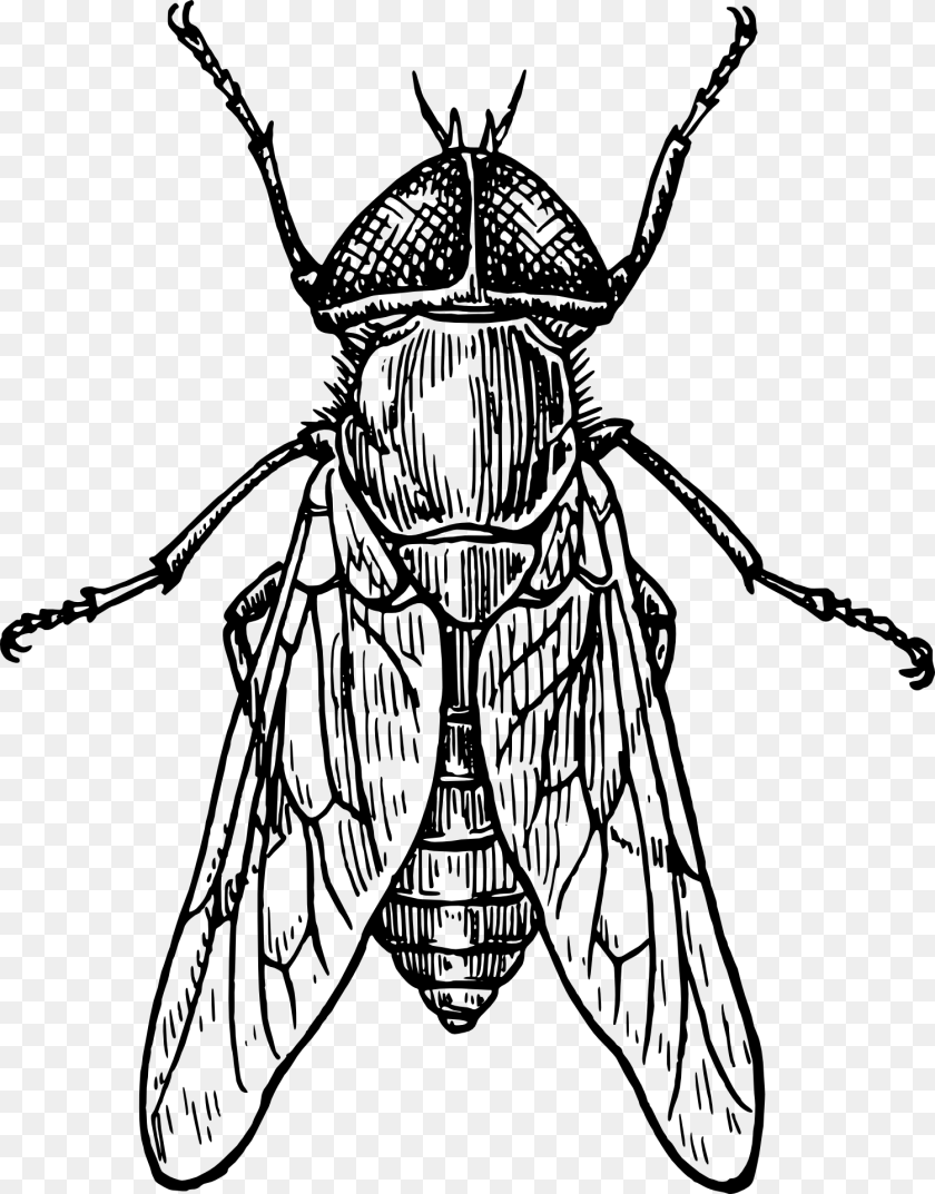 1503x1920 Beetle Mosquito Drawing Clip Art Insect Black And White, Animal, Person, Fly, Invertebrate Transparent PNG
