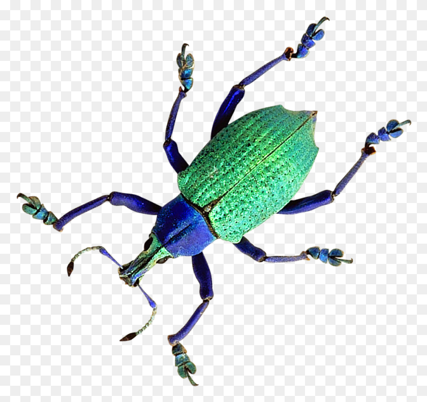 921x865 Beetle Weevil, Insect, Invertebrate, Animal HD PNG Download