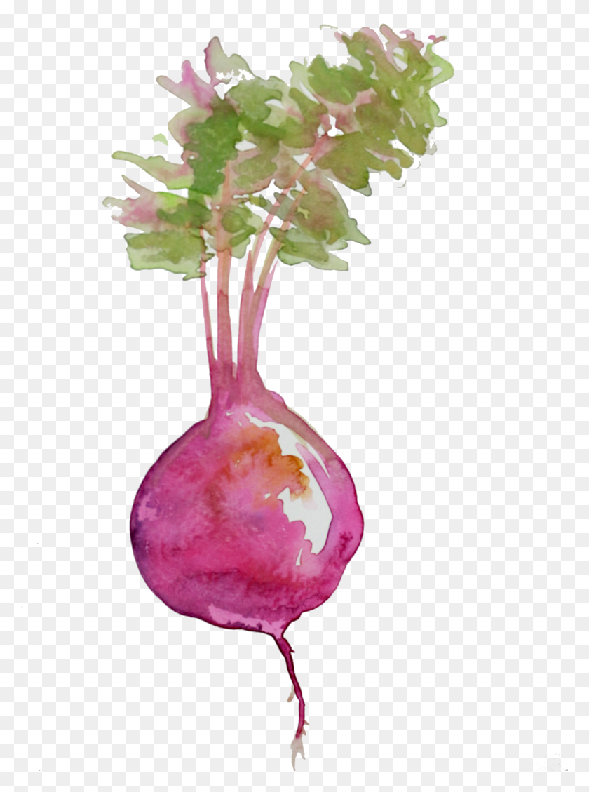 1344x1842 Beetroot Spoon Rest Fork Watercolor Paintings Flatware Beet Watercolor, Plant, Produce, Food HD PNG Download