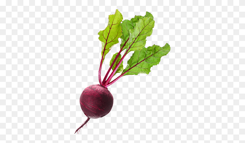 332x429 Beets Beetroot With Leaves, Plant, Produce, Food HD PNG Download