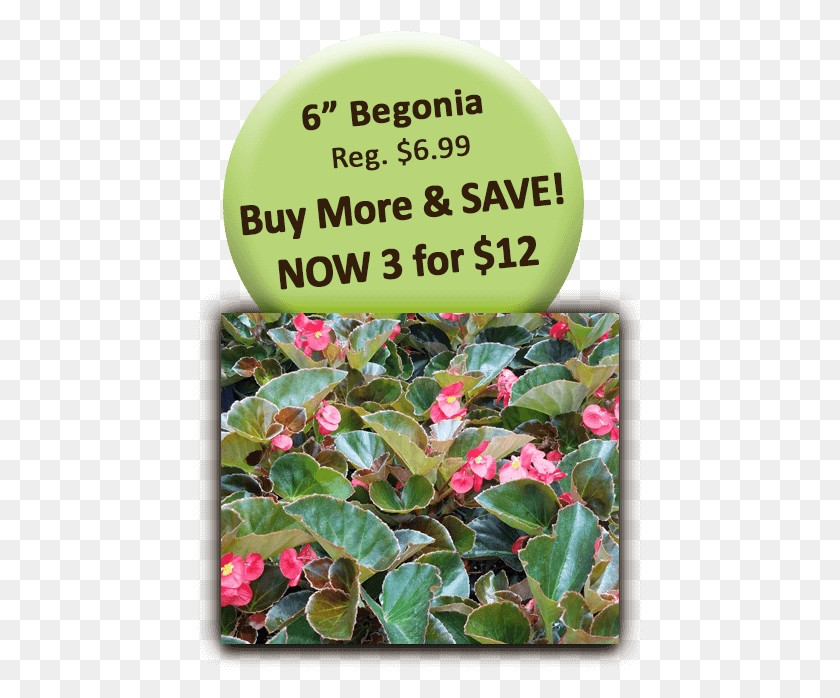 445x638 Begonia 3for12 Back View Of A Girl, Plant, Flower, Blossom HD PNG Download