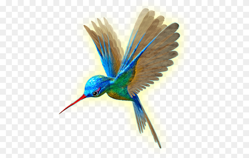 449x534 Beija Flor Em Flight, Animal, Bird, Beak, Bee Eater Clipart PNG