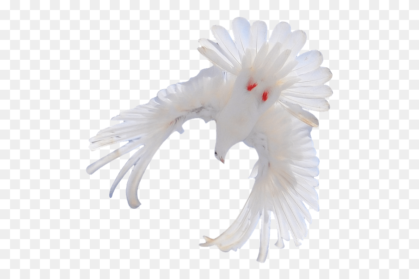 501x500 Белый Голубь Голубая Мира Фауна Какаду, Птица, Животное, Попугай Hd Png Скачать