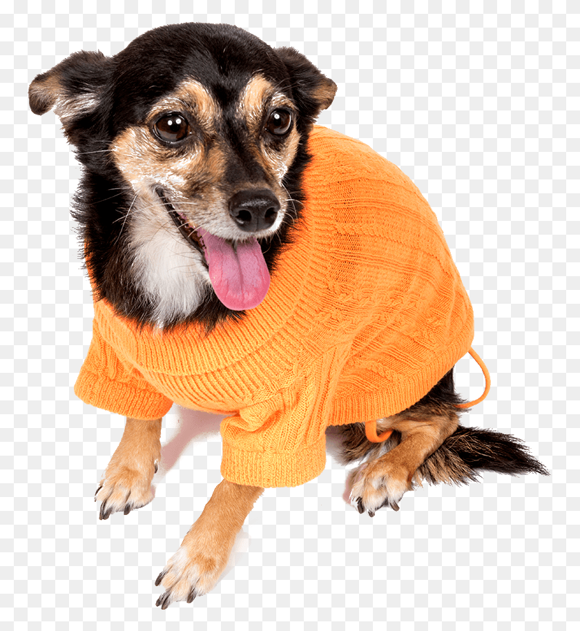762x854 Белла Кашемировый Свитер Собака-Компаньон, Собака, Млекопитающее, Животное Png Скачать
