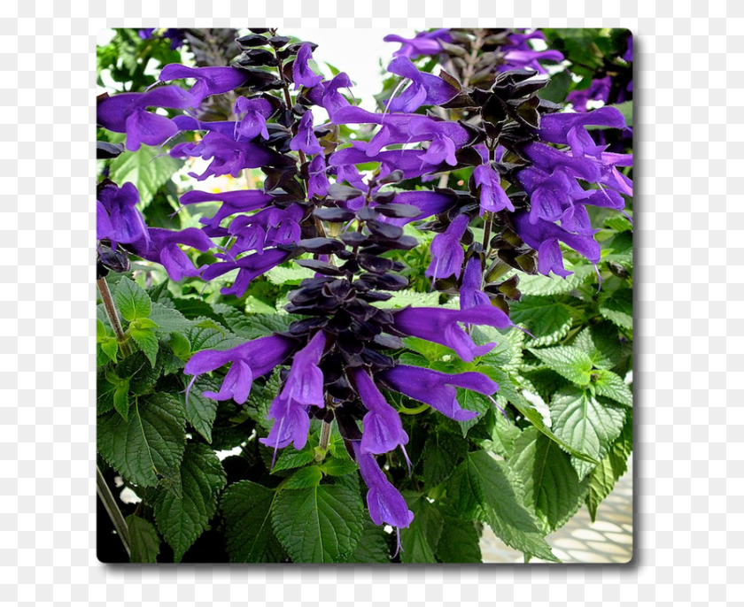 627x626 Bellflower, Plant, Acanthaceae, Flower HD PNG Download