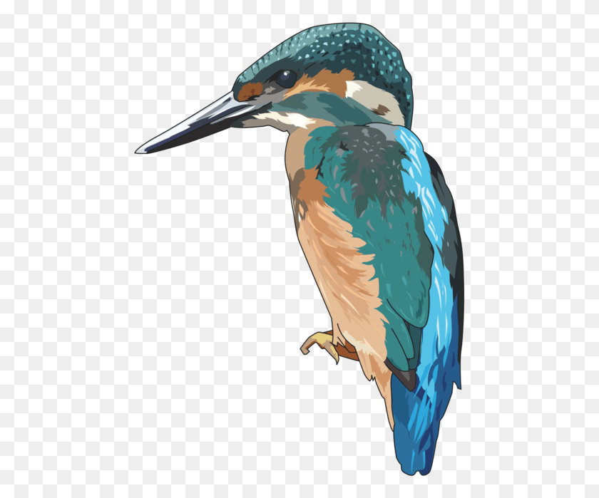 465x639 Kingfisher Png