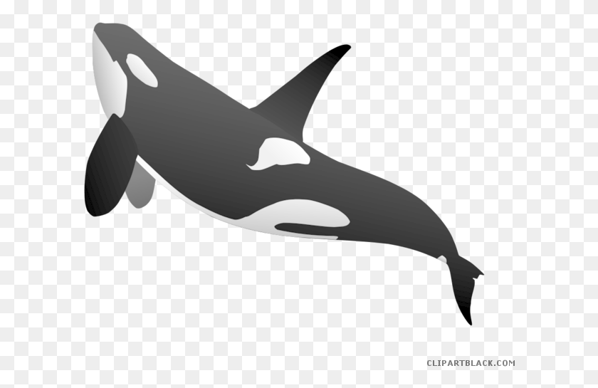 606x485 Белуга Кит Клипарт Косатка Полное Тело, Морская Жизнь, Животное, Млекопитающее Png Скачать
