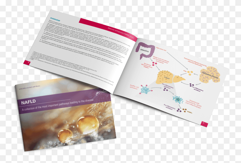 756x507 Benefit From A Collection Of The Most Important Nafld Mantecadas De Astorga, Flyer, Poster, Paper HD PNG Download