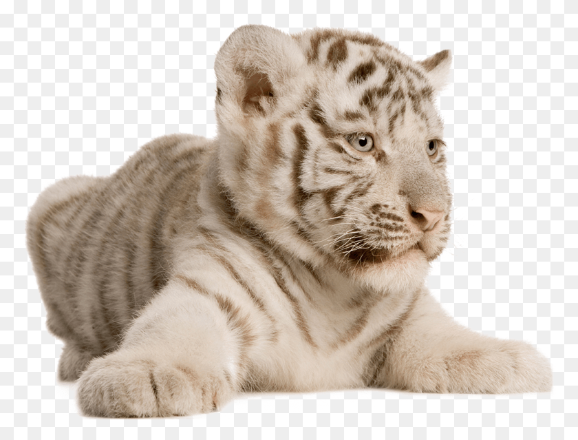 1035x769 Bengal Tiger, Wildlife, Mammal, Animal HD PNG Download