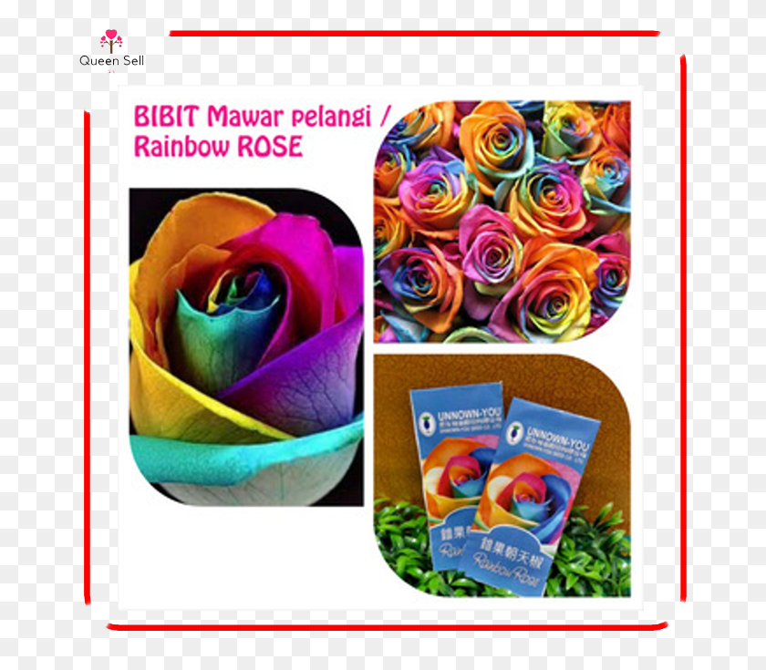 667x675 Descargar Png Benih Bunga Bibit Bunga Mawar Mistik Pelangi Mystic Rainbow Roses, Graphics, Poster Hd Png