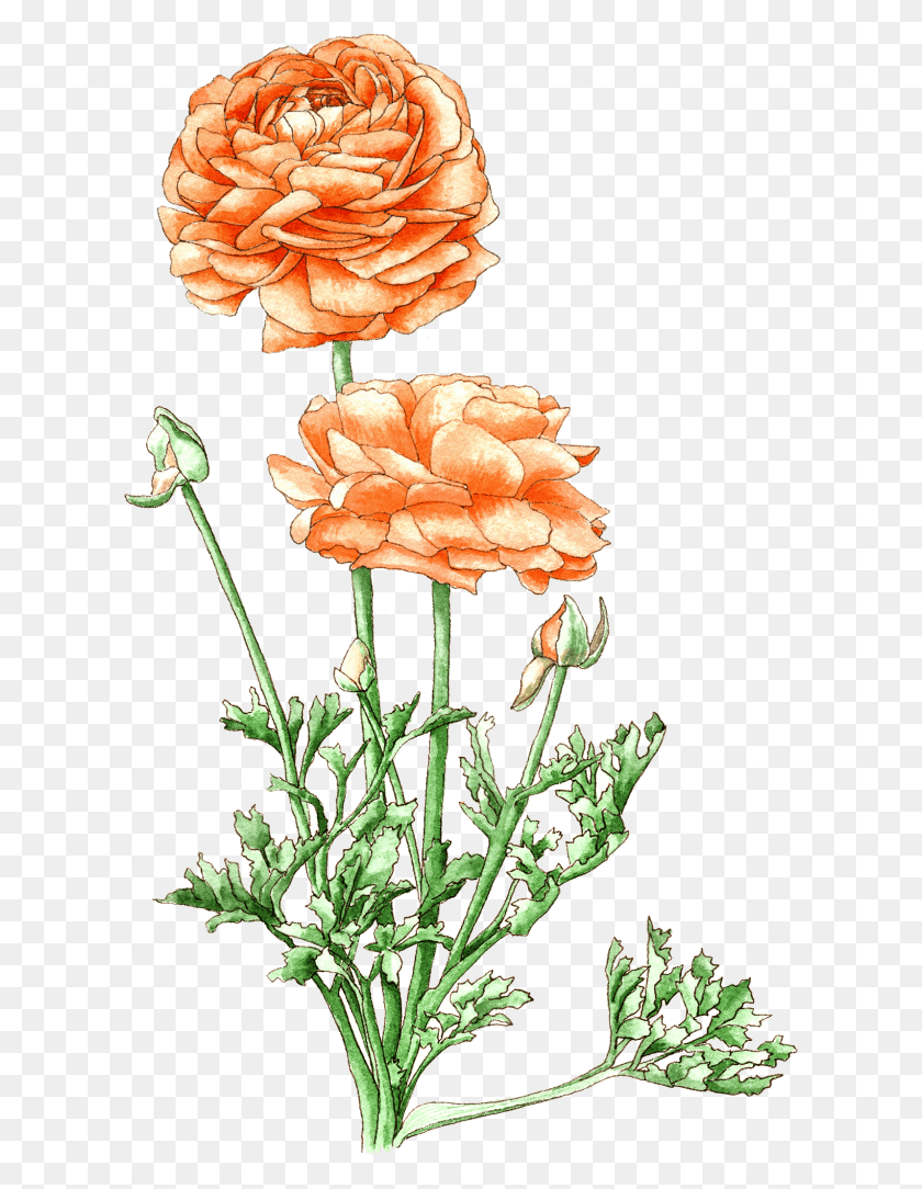 614x1024 Berkeley Horticultural Nursery Illustration, Plant, Flower, Blossom HD PNG Download
