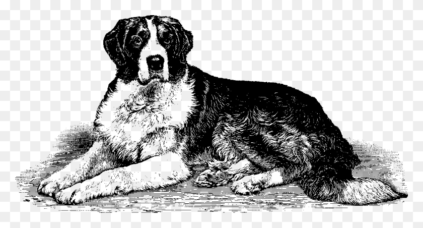 1207x608 Bernese Mountain Dog, Gray, World Of Warcraft HD PNG Download