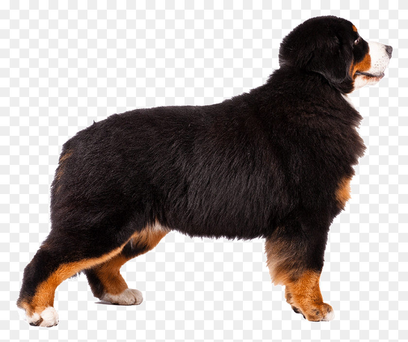 778x645 Bernese Moutain Dog Pictures Transparent Bernese Mountain Dog, Animal, Pet, Canine HD PNG Download