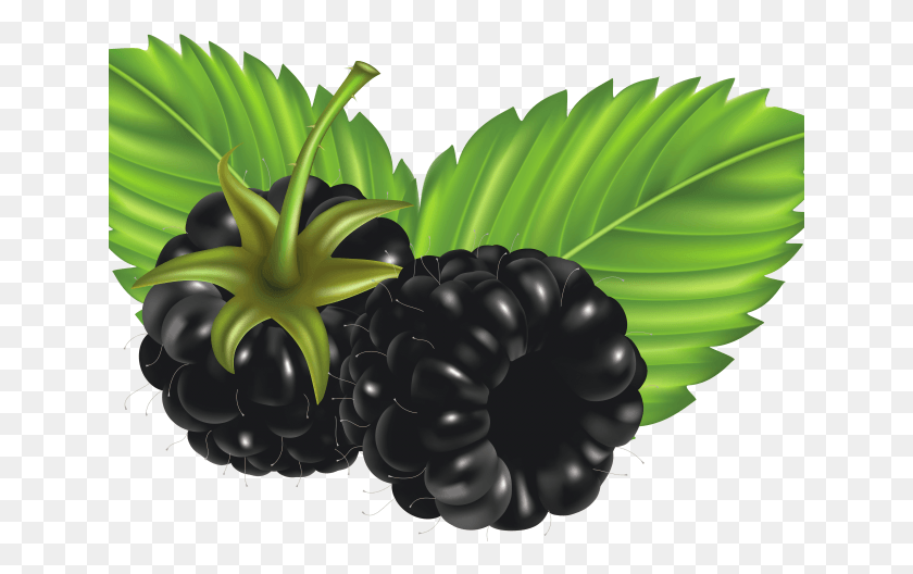641x468 Berries Clipart Berry Bush Clip Art, Plant, Fruit, Food HD PNG Download