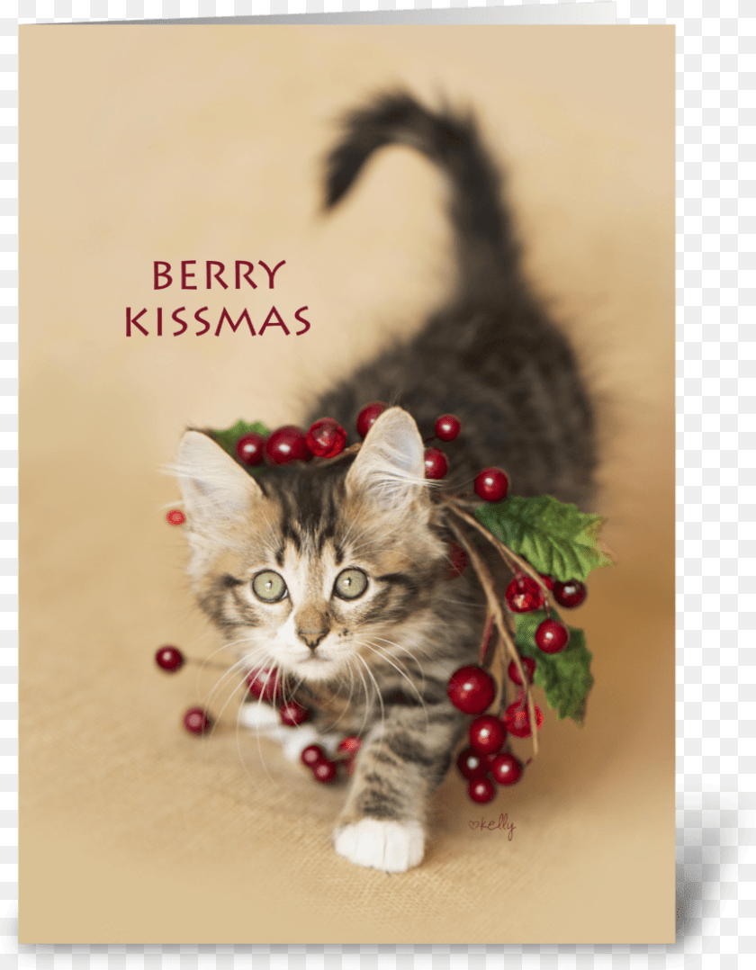 863x1108 Berry Kissmas Christmas Kitten Greeting Card Kitten, Animal, Cat, Mammal, Pet Transparent PNG