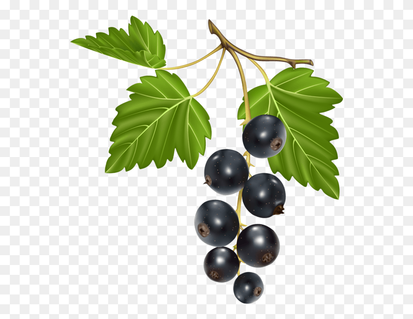 557x590 Berry Vector Mixed Plant Berry Vector, Fruit, Food, Grapes HD PNG Download
