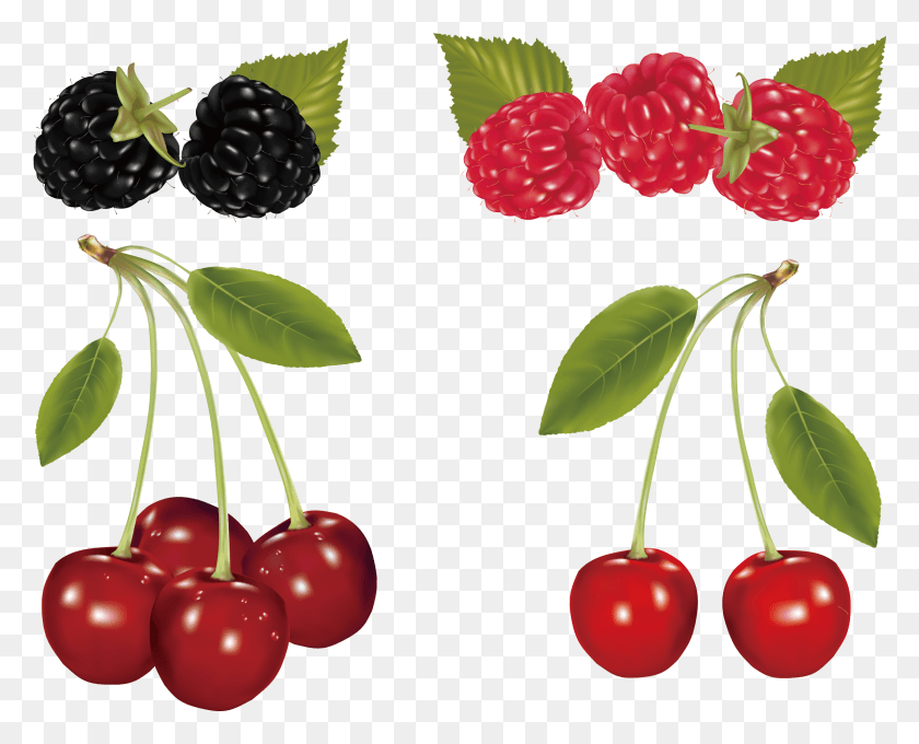 2277x1811 Berry Vector Mulberry Fruit Fruit Using Gradient Mesh, Plant, Food, Raspberry HD PNG Download