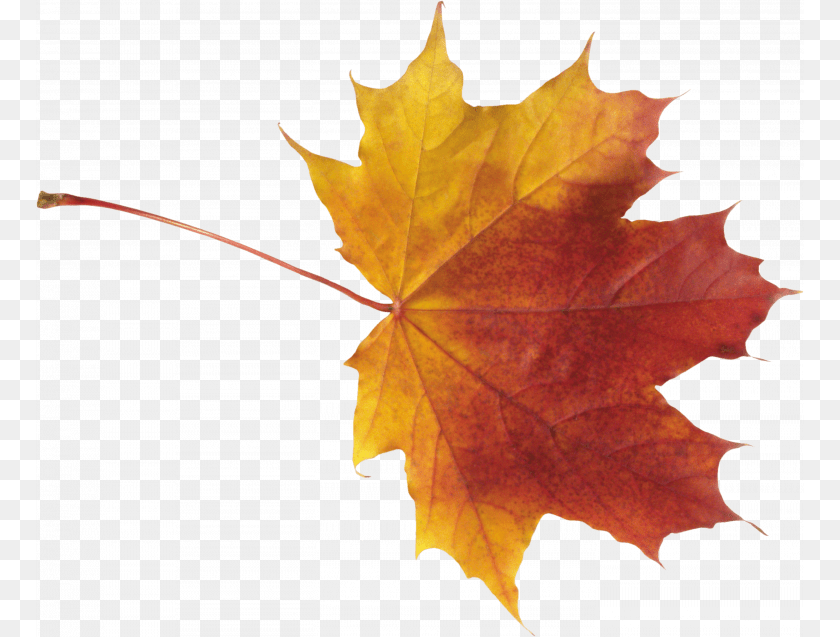 768x637 Best Autumn Leaves Autumn Leaves, Leaf, Plant, Tree, Maple Clipart PNG