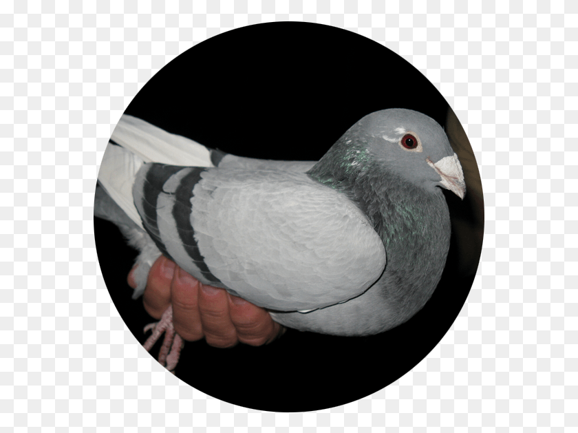 569x569 Best Breed Pigeon For Sale, Bird, Animal, Dove HD PNG Download