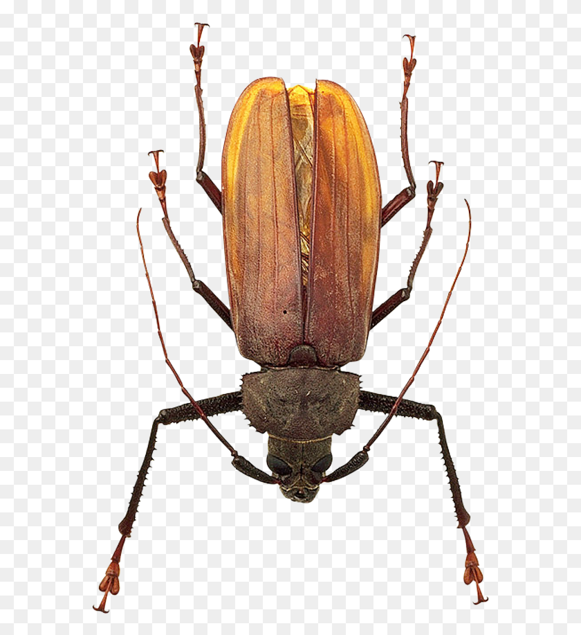 577x857 Best Bug Insects, Spider, Invertebrate, Animal HD PNG Download