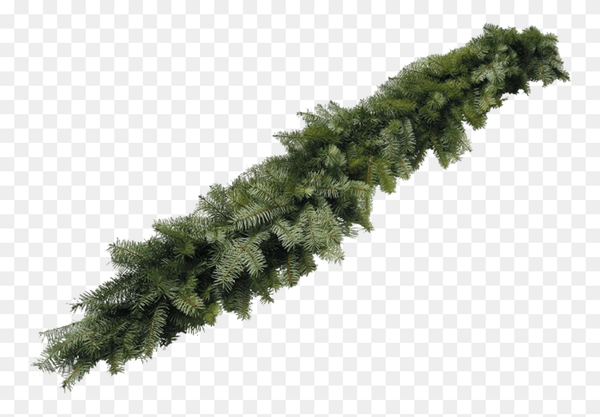 768x524 Best Christmas Trees Christmas Trees Lafayette Christmas Shortleaf Black Spruce, Plant, Tree, Fern HD PNG Download