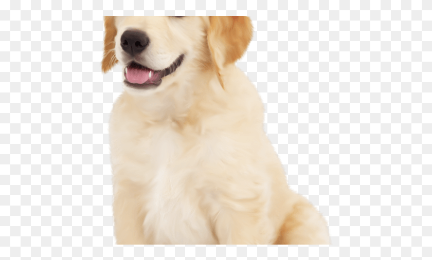 457x446 Best Clipart Thats The Golden Retriever, Dog, Pet, Canine HD PNG Download
