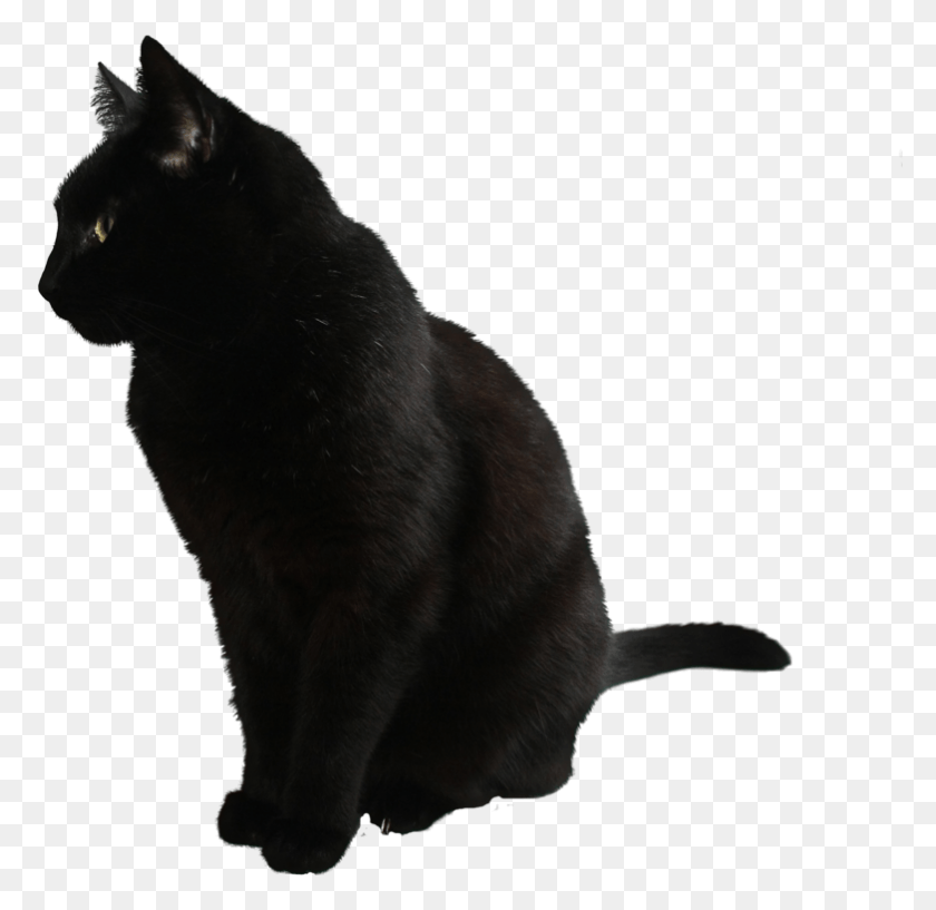 783x760 Best Free Cats Clipart Black Cat No Background, Cat, Pet, Mammal HD PNG Download