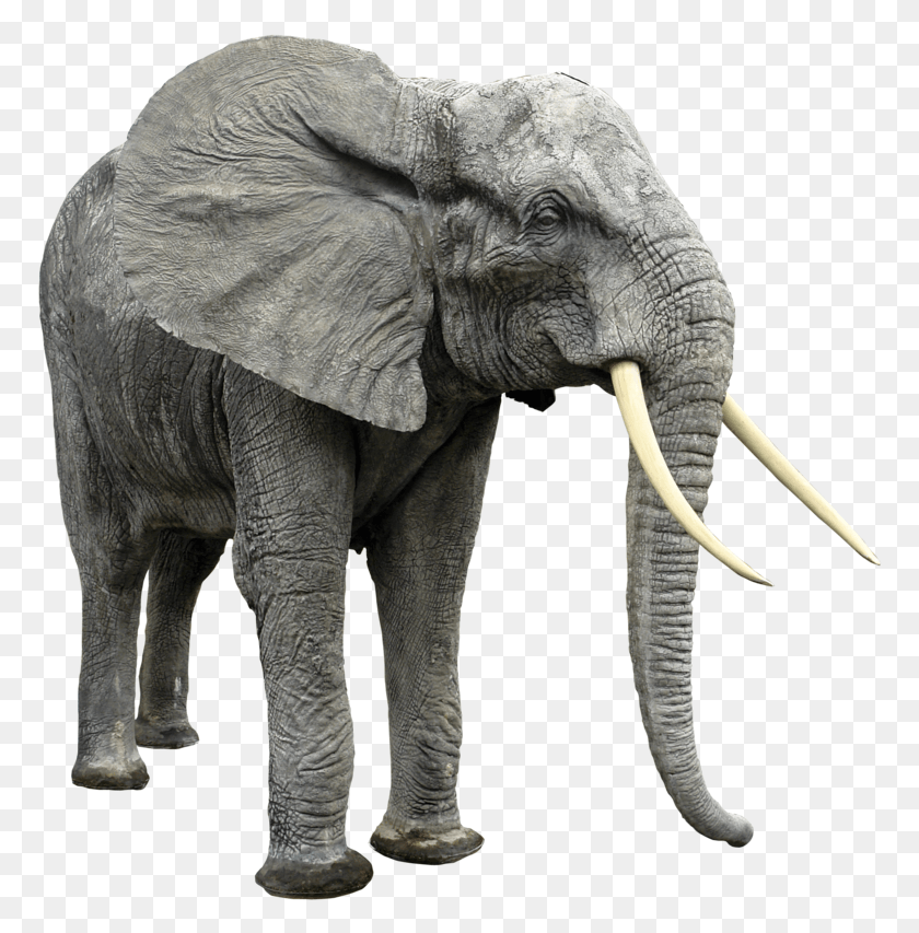 772x793 Descargar Png Elefantes Elefantes Png