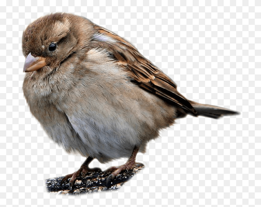 716x607 Best Free Sparrow Transparent File Vorobej, Bird, Animal, Beak HD PNG Download