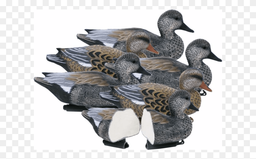 619x462 Best Gadwall Decoy Chat About Duck Hunting Decoy, Bird, Animal, Anseriformes HD PNG Download
