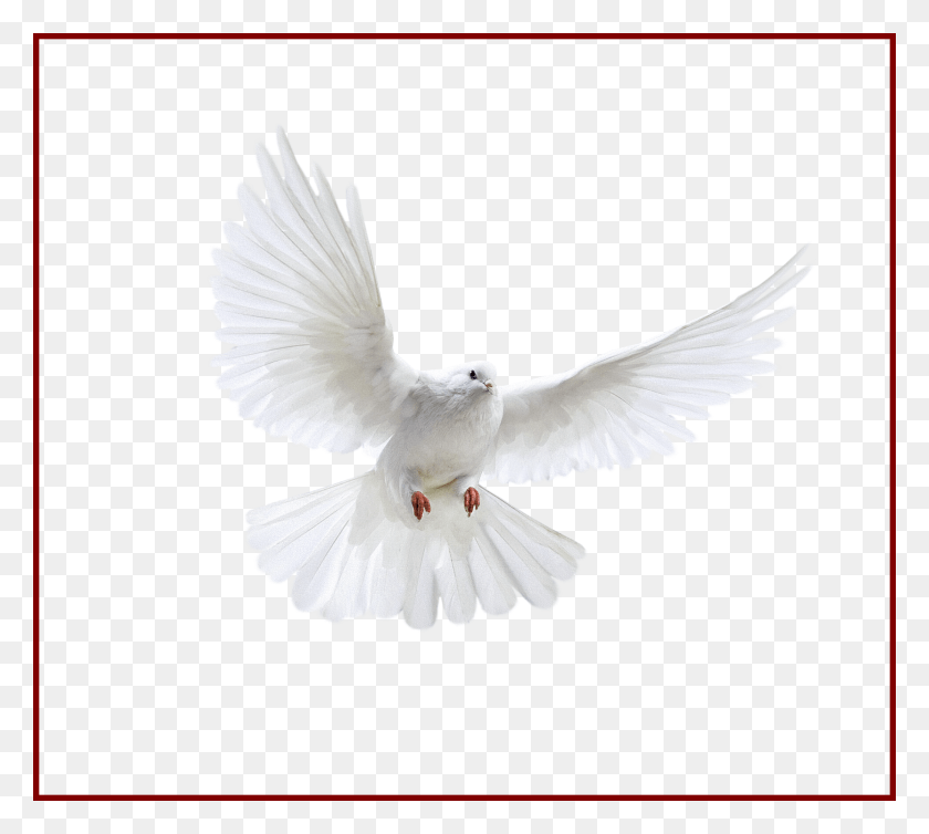 2230x1986 Best Holy Spirit Dove Clip Art Of Flying In Front You Flying Transparent Background Pigeon, Bird, Animal HD PNG Download