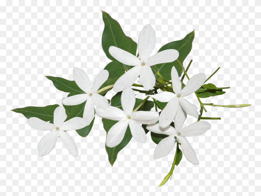916x673 Цветы Жасмина На Прозрачном Фоне, Растение, Цветение, Лепесток Png Скачать