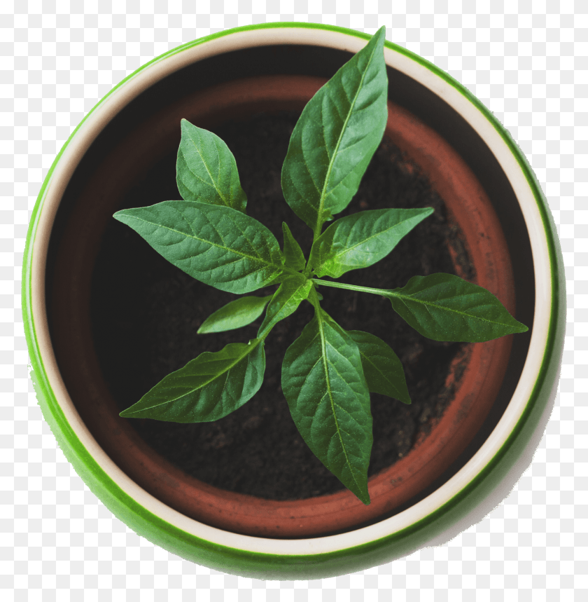 1698x1740 Best Plants Plant Top View, Vase, Jar, Pottery HD PNG Download